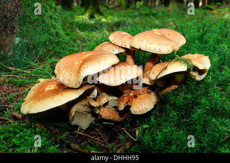 Shaggy Scalycap o squamosa (Pholiota Pholiota squarrosa), Algovia, Svevia, Baviera, Germania Foto Stock