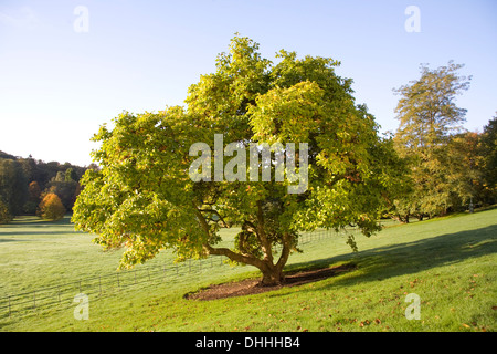 Alberi di autunno scena di paesaggio su Hampstead Heath Foto Stock