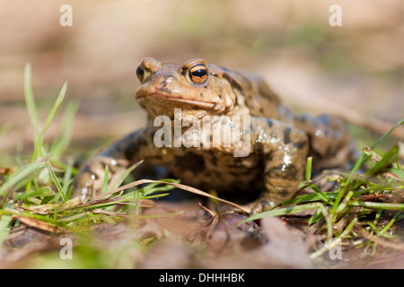 Il rospo comune o il rospo europea (Bufo bufo) sull'erba, Turingia, Germania Foto Stock