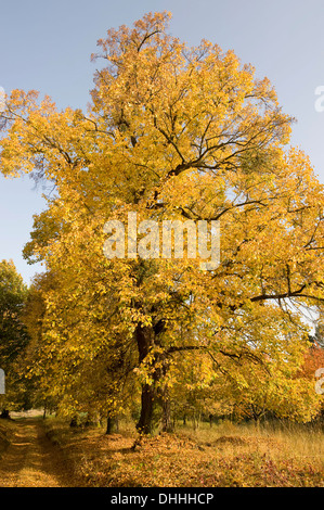 Piccolo-lasciava in calce o poco-foglia di tiglio (Tilia cordata) in autunno, Turingia, Germania Foto Stock