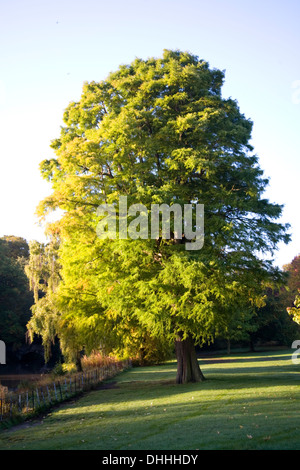 Altezza albero in autunno su Hampstead Heath Foto Stock