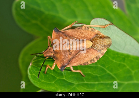 Bug di protezione (Carpocoris fuscispinus), Baden-Württemberg, Germania Foto Stock