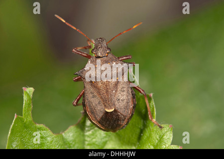 La protezione di specie di bug (Picromerus bidens), Baden-Württemberg, Germania Foto Stock