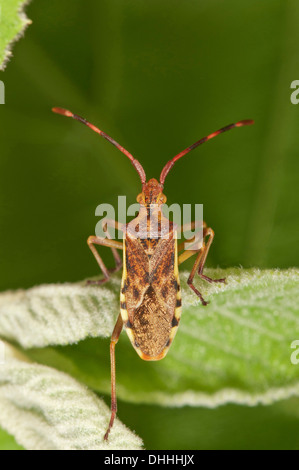 Protezione di ginepro Bug (Gonocerus juniperi), Baden-Württemberg, Germania Foto Stock