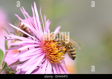 Il miele delle api (Apis mellifera) seduto sul Aster (Aster), aspirare il nettare, Baden-Württemberg, Germania Foto Stock