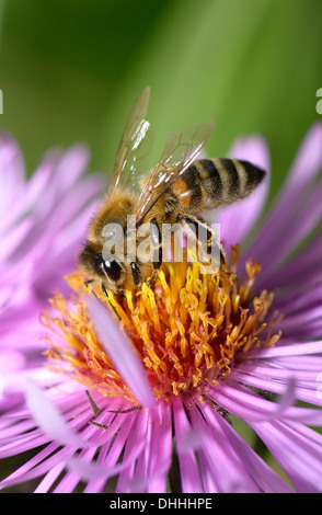 Il miele delle api (Apis mellifera) seduto sul Aster (Aster), aspirare il nettare, Baden-Württemberg, Germania Foto Stock