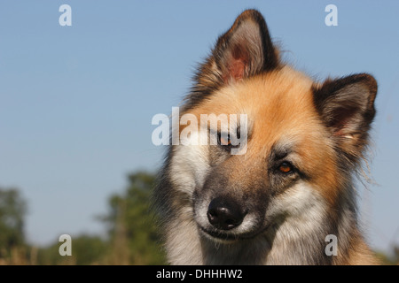 Harzer Fuchs razza mista, ritratto, Renania settentrionale-Vestfalia, Germania Foto Stock