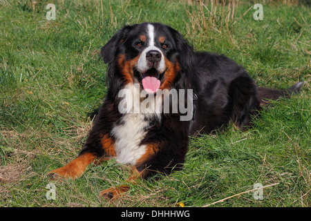 Bovaro del Bernese giacente in un prato, Nord Reno-Westfalia, Germania Foto Stock