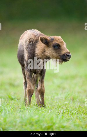 Il bisonte europeo o Wisent (Bison bonasus), di vitello, captive, Baviera, Germania Foto Stock