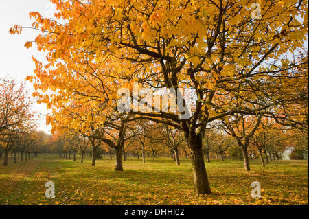 Ciliegio selvatico (Prunus avium), Orchard in autunno, Turingia, Germania Foto Stock