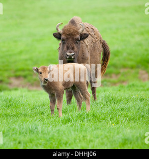 Il bisonte europeo o Wisent (Bison bonasus), latte di mucca e di vitello, captive, Hesse, Germania Foto Stock