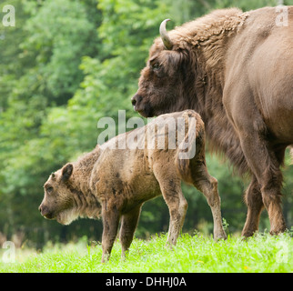 Il bisonte europeo o Wisent (Bison bonasus), latte di mucca e di vitello, captive, Bassa Sassonia, Germania Foto Stock