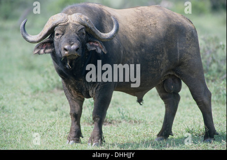 Bufalo africano o Bufalo del capo (Syncerus caffer), Chobe National Park, distretto nordoccidentale, Botswana Foto Stock
