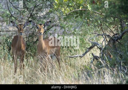 Impala (Aepyceros melampus), il Parco Nazionale Kruger, Skukuza, Sud Africa Foto Stock