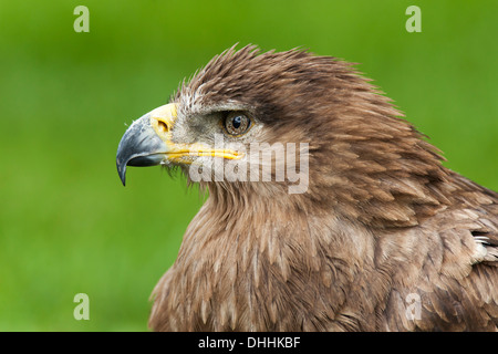 Steppa Eagle (Aquila nipalensis), ritratto, captive, Saarland, Germania Foto Stock