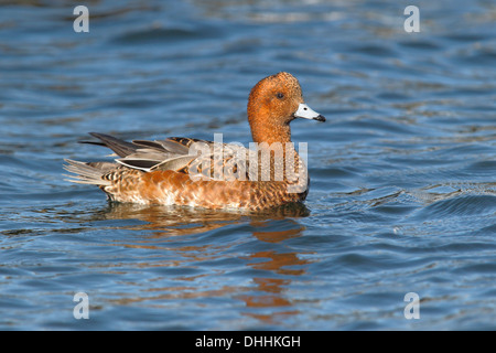 Eurasian fischione (Anas penelope), Drake nuoto, basic piumaggio, Fehmarn Island, Schleswig-Holstein, Germania Foto Stock