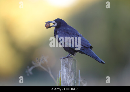Rook (Corvus frugilegus) con noce nel suo becco, arroccato su di un palo da recinzione, Fehmarn Island, Schleswig-Holstein, Germania Foto Stock