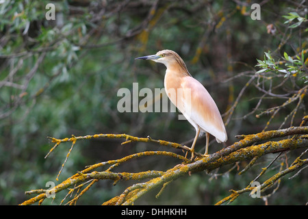 Sgarza ciuffetto (Ardeola ralloides) appollaiato su un ramo di albero, Kiskunság National Park, Bács-Kiskun County, Ungheria Foto Stock