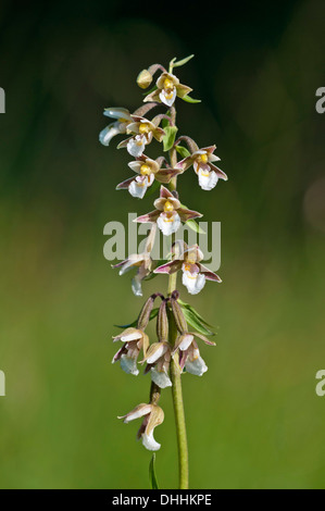 Elleborina palustre (Bergonii palustris), Vorarlberg, Austria Foto Stock