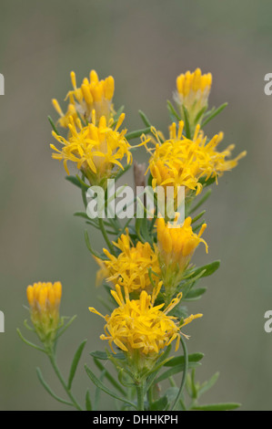 La storia di Riccioli d'oro Aster (Aster lynosyris), Baviera, Germania Foto Stock