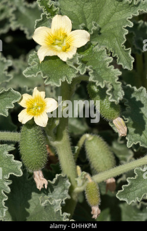 Squirting Cucumber o esplosione di cetriolo (Ecballium elaterium), fiori e frutta, Isola di Rodi, Dodecanneso, Grecia Foto Stock