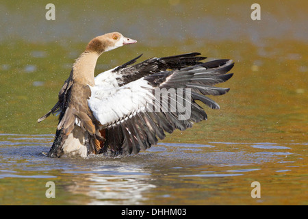 Giovane oca egiziana (Alopochen aegyptiacus) battere le ali, Nord Hesse, Hesse, Germania Foto Stock