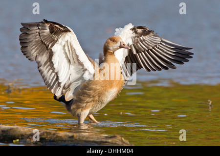 Giovane oca egiziana (Alopochen aegyptiacus) battere le ali, Nord Hesse, Hesse, Germania Foto Stock