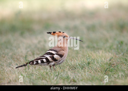 Upupa (Upupa epops) in piedi in erba, Burgenland, Austria Foto Stock