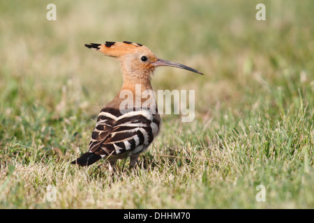 Upupa (Upupa epops) in piedi in erba, Burgenland, Austria Foto Stock