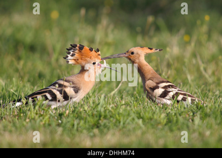 Upupa (Upupa epops), uccello adulto alimentazione di un autonomo uccello giovane, Burgenland, Austria Foto Stock