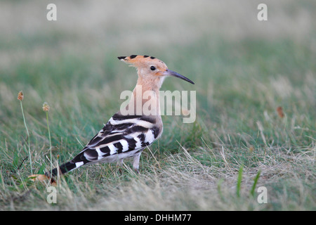 Upupa (Upupa epops) in piedi in erba, Burgenland, Austria Foto Stock