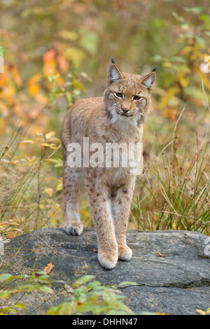 Eurasian (Lynx Lynx lynx) in piedi su una pietra in un ambiente autunnale, Tierfreigehege Falkenstein outdoor enclosure di animale Foto Stock