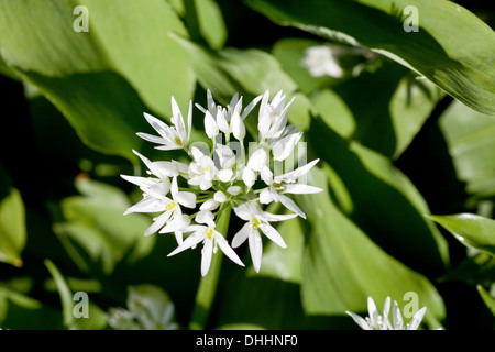 Fioritura di aglio selvatico, Allium ursinum, pianta selvatica, erbe e natura Foto Stock