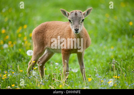 Muflone Europeo (Ovis ammon musimon), agnello, Turingia, Germania Foto Stock