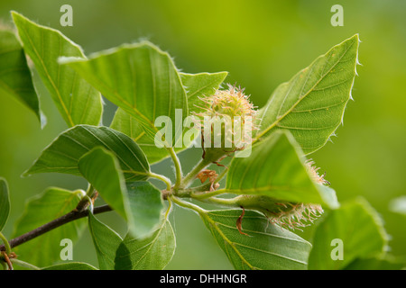 Unione di faggio o comuni di faggio (Fagus sylvatica), infiorescenze e foglie, Turingia, Germania Foto Stock