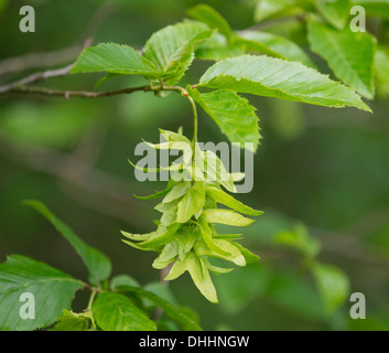 Unione o carpino comune (Carpinus betulus), infiorescenze e foglie, Parco Nazionale Hainich, Turingia, Germania Foto Stock