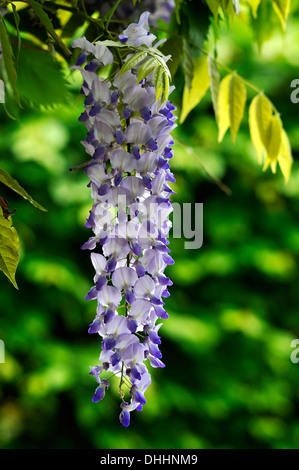 Il Glicine (Wisteria), racemo, Media Franconia, Baviera, Germania Foto Stock