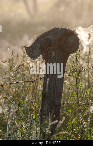 Gatto bagnato in agguato su un palo da recinzione, Warmian-Masurian voivodato, Polonia Foto Stock