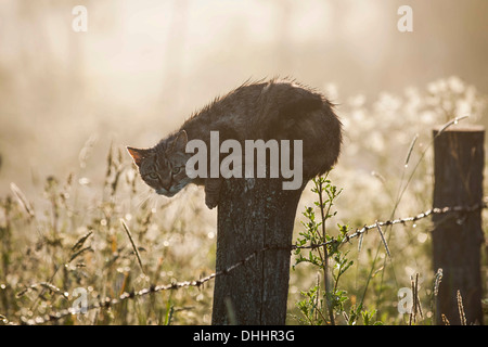 Gatto bagnato in agguato su un palo da recinzione, Warmian-Masurian voivodato, Polonia Foto Stock