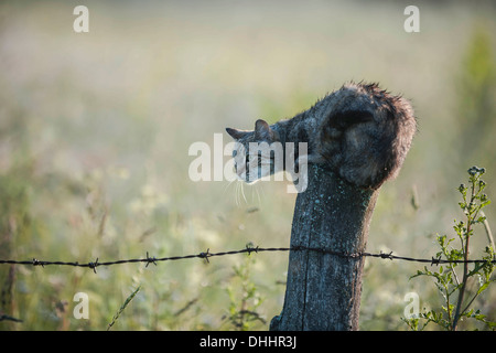 Gatto bagnato in agguato su un palo da recinzione, Warmian-Masurian voivodato, Polonia Foto Stock