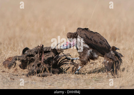 Falda-fronte o avvoltoio avvoltoio Nubiano (Torgos tracheliotus) con Capo il grifone (Gyps coprotheres) alimentazione su una carcassa Foto Stock