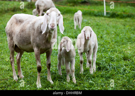 Pecora con agnello, Alto Adige Provincia, Trentino-Alto Adige, Italia Foto Stock