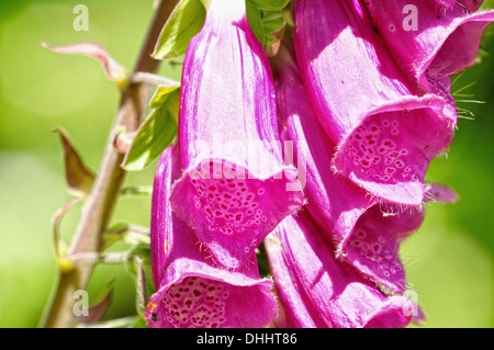 Blossoms foxglove comune Foto Stock