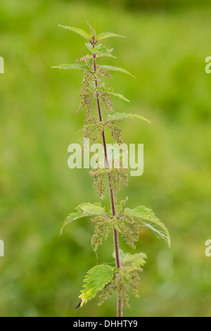 Comuni / Ortica ortica (Urtica dioica) Foto Stock