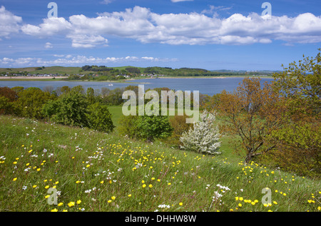 Prato di fiori e alberi in fiore su Klein Zicker penisola, Moenchgut penisola, Isola di Ruegen, Meclemburgo-Pomerania, Foto Stock