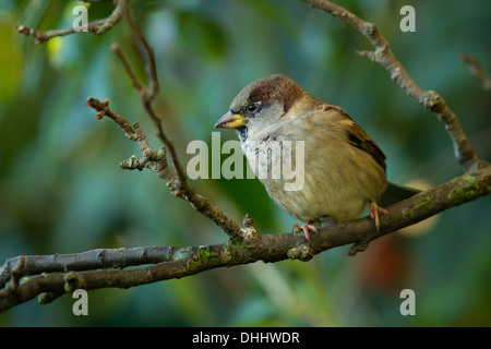 Maschio di casa passero (Passer domesticus) appollaiato su un ramo Foto Stock
