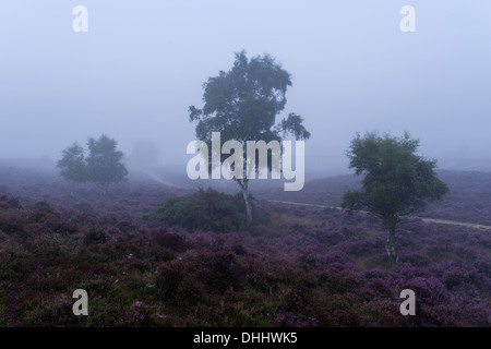 Una nebbiosa mattina a Westleton Heath, Suffolk, Inghilterra Foto Stock