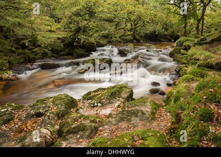 Il fiume Plym fluente attraverso il legno del Nord a Dewerstone, Dartmoor National Park Regno Unito Foto Stock