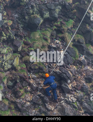 Comune di raccolta Guillemot uova (Uria aalge), Ingolfshofdi, Islanda Foto Stock