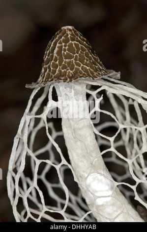 Fungo velo nuziale (Phallus indusiatus), Foto Stock